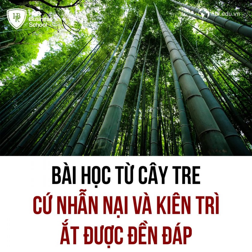 Bài học từ cây tre cứ nhẫn nại và kiên trì ắt sẽ được đền đáp