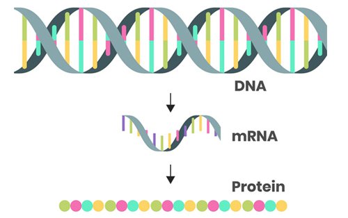 Công nghệ mRNA là gì?