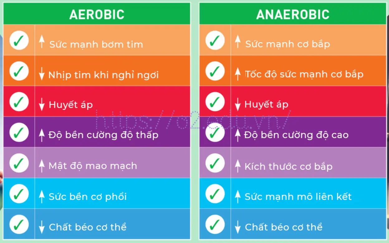 So sánh Aerobic và Anaerobic? 4