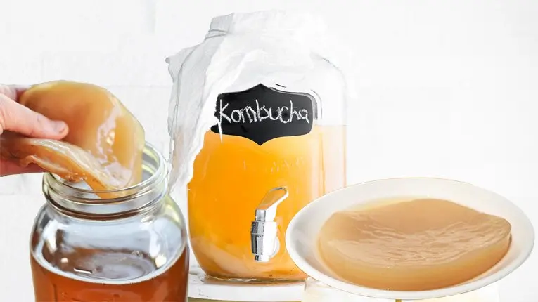 Kombucha là gì? 8 lợi ích của trà kombucha! 4